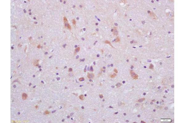 GLP-1 antibody  (AA 1-31)