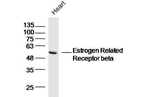 Mouse heart lysates probed with Estrogen Related Receptor beta Polyclonal Antibody, Unconjugated  at 1:300 dilution and 4˚C overnight incubation. (ESRRB antibody  (AA 1-100))