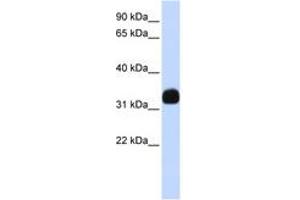 Image no. 1 for anti-Mediator Complex Subunit 27 (MED27) (AA 180-229) antibody (ABIN6742404)