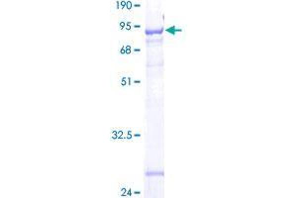 FAM113A Protein (AA 1-454) (GST tag)