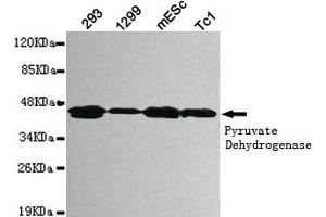Western blot detection of pyruvate dehydrogenase (lipoamide) alpha 1 in 293,1299,mEsc and Tc1 cell lysates using pyruvate dehydrogenase (lipoamide) alpha 1 mouse mAb (1:1000 diluted). (PDHA1 antibody)