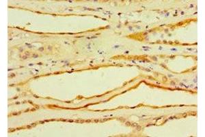 Immunohistochemistry of paraffin-embedded human kidney tissue using ABIN7148384 at dilution of 1:100 (Adipsin antibody  (AA 26-253))