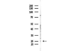Western blot analysis of lysates from Mouse testis, using RBPMS Antibody at 1/1000 dilution.