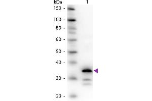 Western Blot of Rabbit Anti-Carboxypeptidase B antibody. (CPB1 antibody)