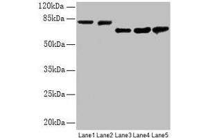 Western blot All lanes: APP antibody at 2. (APP antibody  (AA 18-270))