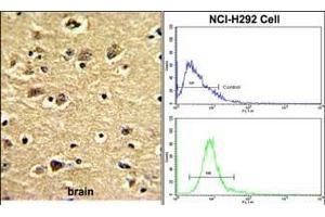 (LEFT)Formalin-fixed and paraffin-embedded human brain with ENTH Antibody (Center), which was peroxidase-conjugated to the secondary antibody, followed by DAB staining. (CLINT1 antibody  (AA 222-249))