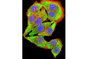 Immunofluorescence (IF) image for anti-Cholinergic Receptor, Nicotinic, beta 4 (Neuronal) (CHRNB4) (AA 22-236) antibody (ABIN5611360)