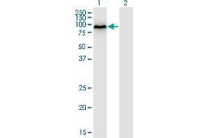 Western Blot analysis of DYRK1B expression in transfected 293T cell line by DYRK1B monoclonal antibody (M10), clone 2E8. (DYRK1B antibody  (AA 479-569))