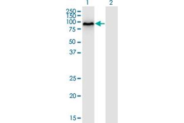 DYRK1B antibody  (AA 479-569)