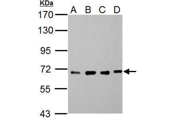 NUP62 antibody