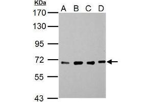 WB Image Sample (30 ug of whole cell lysate) A: NIH-3T3 B: JC C: BCL-1 D: C2C12 7. (NUP62 antibody)