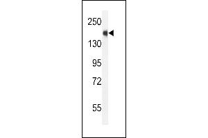 NCOA1 antibody  (C-Term)