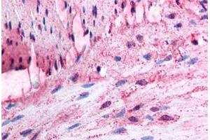 Immunohistochemical staining of formalin-fixed, paraffin-embedded human colon, smooth muscle tissue after heat-induced antigen retrieval.