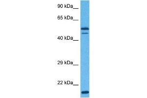 Host:  Rabbit  Target Name:  EIF3E  Sample Tissue:  Human Hela Whole Cell  Antibody Dilution:  1ug/ml (EIF3E antibody  (Middle Region))