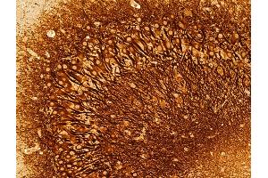 ABIN6259715 and ABIN6273029 at 1/100 staining Mouse colon tissue by IHC-P. (ACADS antibody  (C-Term))