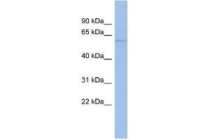 WB Suggested Anti-MCOLN3 Antibody Titration:  0. (Mucolipin 3 antibody  (Middle Region))