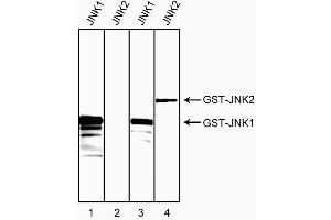 Western blot analysis of bacterial lysates expressing human JNK1 or JNK2 GST fusion proteins. (JNK1/2 antibody)