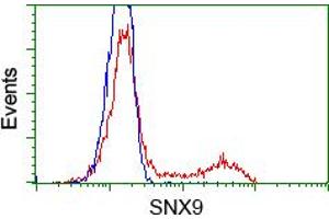 Image no. 1 for anti-Sorting Nexin 9 (SNX9) antibody (ABIN1501045) (SNX9 antibody)