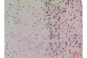 Immunohistochemistry (IHC) analysis of paraffin-embedded Mouse Brain, antibody was diluted at 1:100. (NCOA3 antibody  (Internal Region))