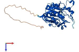 Nitrilase 1 Protein (NIT1) (AA 1-327) (His tag)