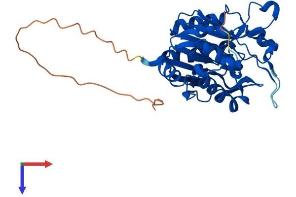Nitrilase 1 Protein (NIT1) (AA 1-327) (His tag)
