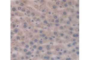 IHC-P analysis of Rat Tissue, with DAB staining. (TCL1A antibody  (AA 6-112))
