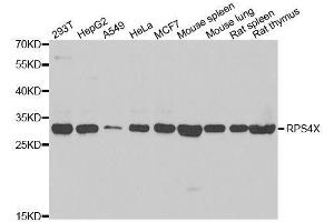 Western blot analysis of extracts of various cell lines, using RPS4X antibody. (RPS4X antibody  (AA 66-263))