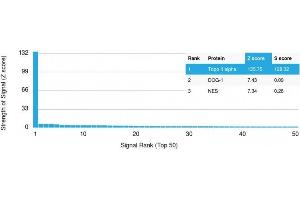 Analysis of Protein Array containing more than 19,000 full-length human proteins using Topoisomerase II alpha Mouse Monoclonal Antibody (TOP2A/1361). (Topoisomerase II alpha antibody  (AA 1352-1493))