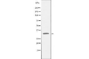 Western blot analysis of extracts from LOVO cells using APOL4 antibody.