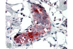 ABIN238535 (4µg/ml) staining of paraffin embedded Human Breast. (Mammaglobin A antibody  (Internal Region))