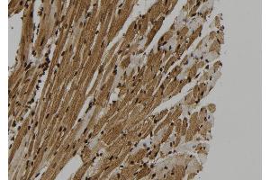 ABIN6273325 at 1/100 staining Mouse heart tissue by IHC-P. (SUGT1 antibody  (C-Term))