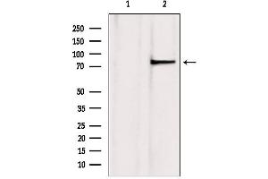 Western blot analysis of extracts from mouse brain, using TLE3 antibody. (TLE3 antibody  (Internal Region))