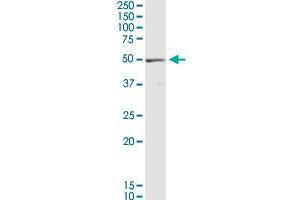 Western Blotting (WB) image for anti-Eukaryotic Translation Elongation Factor 1 gamma (EEF1G) (AA 1-437) antibody (ABIN515173)