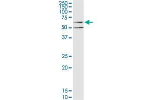 CHRM3 MaxPab polyclonal antibody. (CHRM3 antibody  (AA 1-590))
