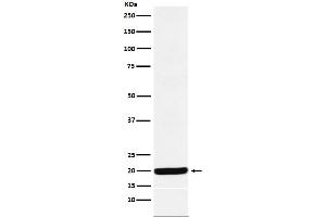 Western blot analysis of Y14 expression in HepG2 cell lysate.