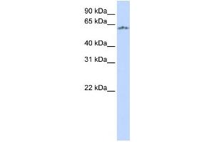 Western Blotting (WB) image for anti-Neuronal PAS Domain Protein 1 (NPAS1) antibody (ABIN2457973) (NPAS1 antibody)