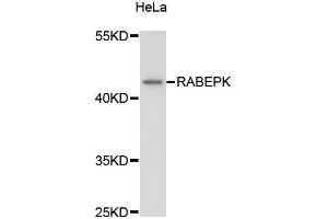 Western blot analysis of extracts of HeLa cells, using RABEPK antibody (ABIN5972462) at 1:3000 dilution. (RABEPK antibody)