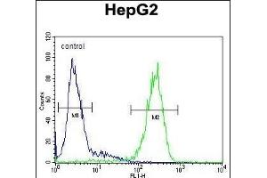 SERPINH1 Antibody (C-term) (ABIN391547 and ABIN2841496) flow cytometric analysis of HepG2 cells (right histogram) compared to a negative control cell (left histogram). (SERPINH1 antibody  (C-Term))