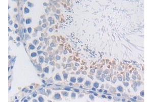 Detection of MFGE8 in Rat Testis Tissue using Polyclonal Antibody to Milk Fat Globule EGF Factor 8 (MFGE8) (MFGE8 antibody  (AA 73-421))