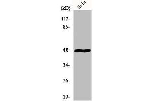Western Blot analysis of HuvEc cells using MRP-S27 Polyclonal Antibody (MRPS27 antibody  (N-Term))