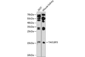 Western blot analysis of extracts of various cell lines, using TBP3 antibody (ABIN6132715, ABIN6148871, ABIN6148872 and ABIN6224780) at 1:1000 dilution. (TAX1BP3 antibody  (AA 1-124))