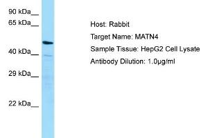 Host: RabbitTarget Name: MATN4Antibody Dilution: 1. (MATN4 antibody  (N-Term))