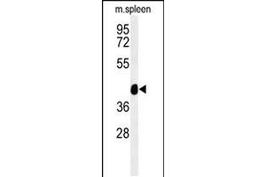 Western blot analysis of TEKT4 Antibody in mouse spleen tissue lysates (35ug/lane) (Tektin 4 antibody  (AA 132-161))