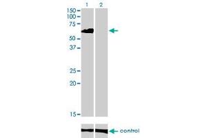 Western blot analysis of EIF4G3 over-expressed 293 cell line, cotransfected with EIF4G3 Validated Chimera RNAi (Lane 2) or non-transfected control (Lane 1).