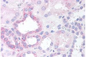 Human Renal Tubular Epithelium (formalin-fixed, paraffin-embedded) stained with NOXO1 antibody ABIN297330 at 10 ug/ml followed by biotinylated anti-goat IgG secondary antibody ABIN481715, alkaline phosphatase-streptavidin and chromogen. (NOXO1 antibody  (AA 363-376))