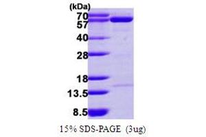 SDS-PAGE (SDS) image for 5'-Nucleotidase, Cytosolic II (NT5C2) (AA 1-561) protein (His tag) (ABIN667570) (NT5C2 Protein (AA 1-561) (His tag))