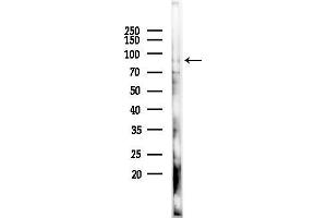 anti-RAS P21 Protein Activator 4 (RASA4) (C-Term) antibody