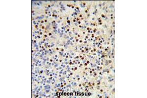 Formalin-fixed and paraffin-embedded human spleen reacted with MDFIC Antibody (N-term), which was peroxidase-conjugated to the secondary antibody, followed by DAB staining. (MDFIC antibody  (N-Term))