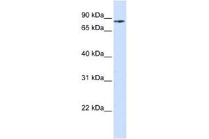 PIK3R5 antibody used at 1 ug/ml to detect target protein. (PIK3R5 antibody  (N-Term))