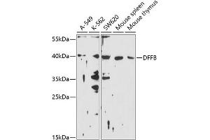 Western blot analysis of extracts of various cell lines, using DFFB antibody (ABIN6130028, ABIN6139552, ABIN6139553 and ABIN6214240) at 1:1000 dilution.